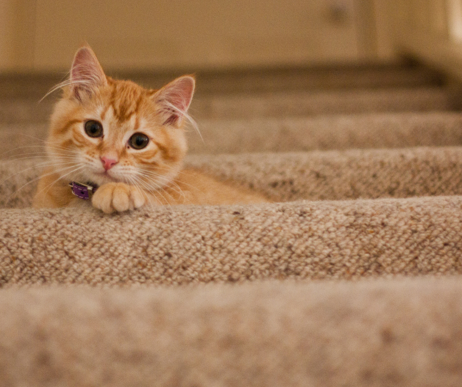 General - The Practical Side of Plush: Durability & Stain Resistance in Modern Carpet Flooring | Giant Commercial Flooring